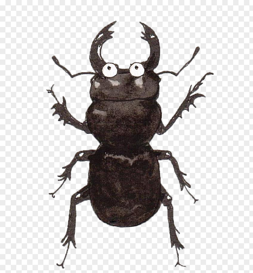 Beetle Japanese Rhinoceros Holarctic Pterostichus Elytron PNG