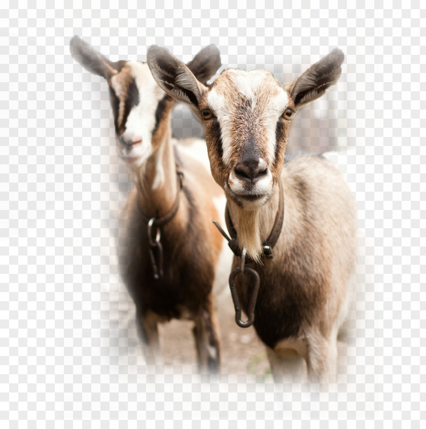 Goat Spanish Sheep Cattle Milk PNG