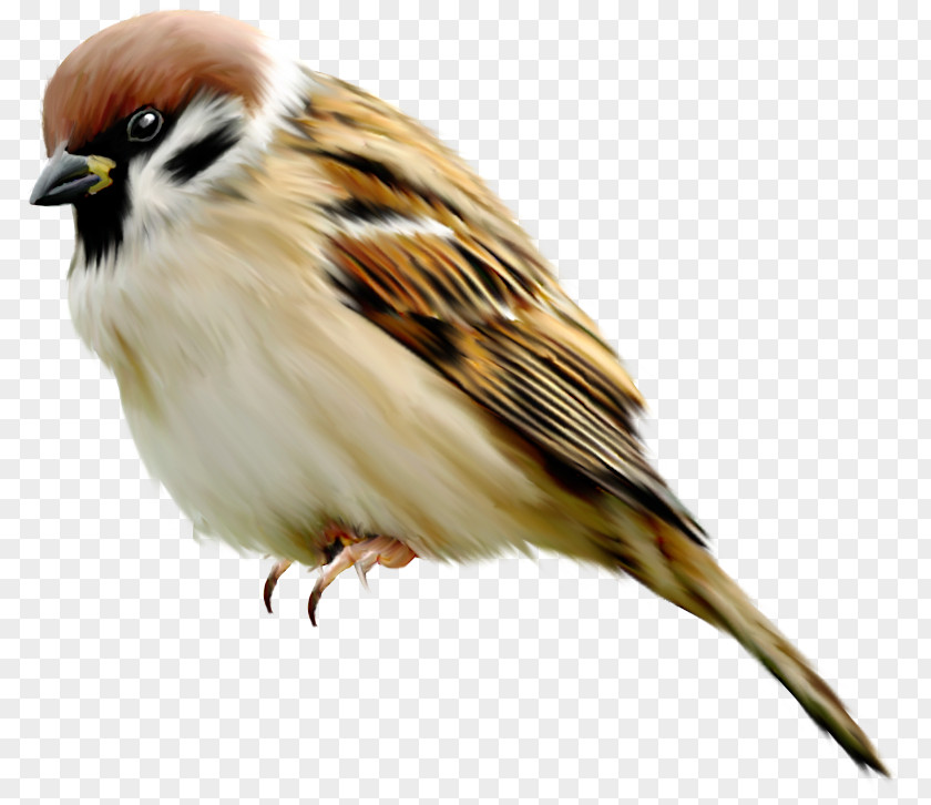 Sparrow House Bird PNG