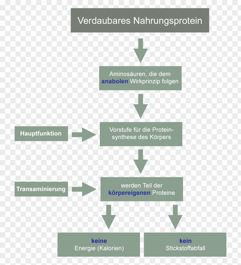 Zellgift Essential Amino Acid Logo Protein Biosynthesis PNG