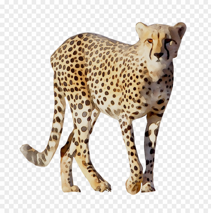 Cheetah Leopard Cat Animals Of Africa (Paperback Set 10) Terrestrial Animal PNG