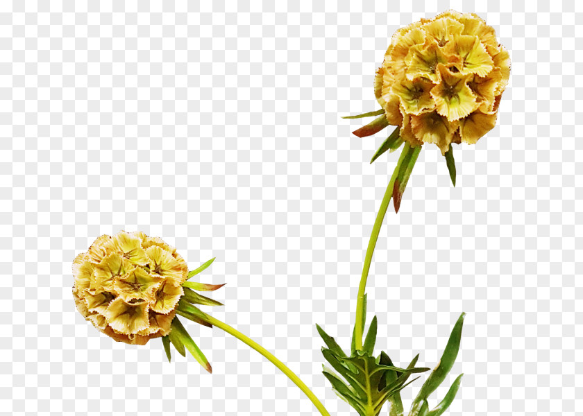 Scabiosa Cut Flowers Flowering Plant PNG