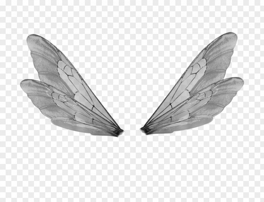 Wings Buffalo Wing Fairy DeviantArt PNG