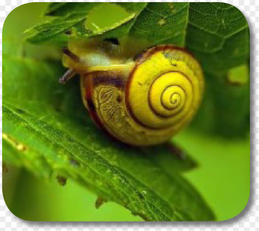 Snail Sea Schnecken Slug Terrestrial Animal PNG