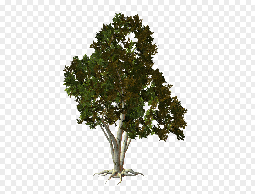 Tree Oak Root PNG