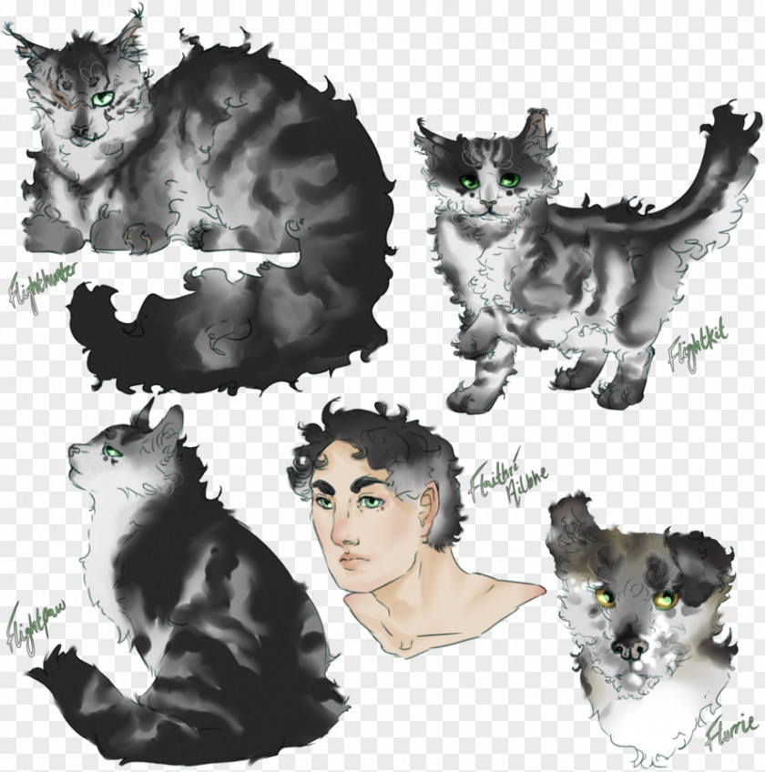 Cat Whiskers Fur Paw Fauna PNG