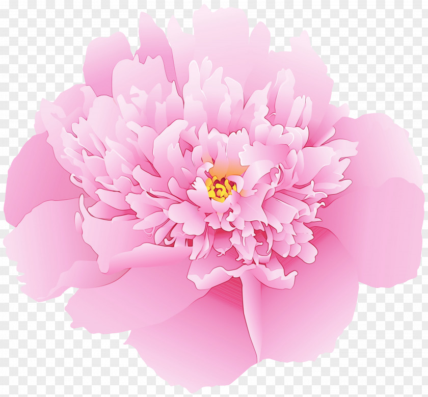 Cut Flowers Chinese Peony Pink Flower Petal Plant Common PNG