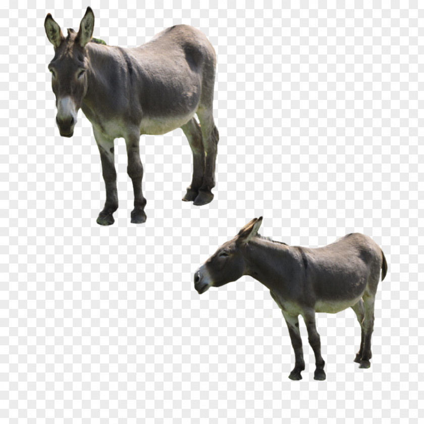 Donkey Mule Horse Mare Pack Animal PNG