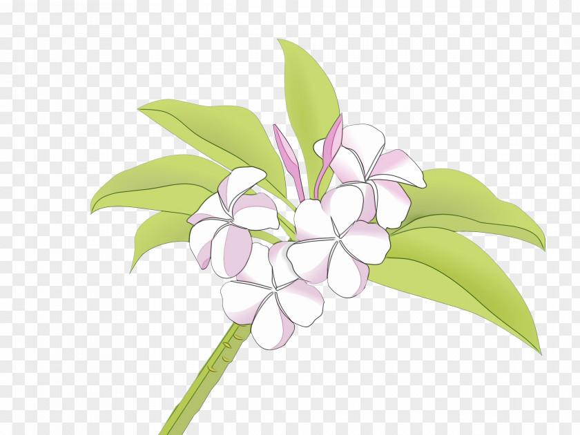 Leaf Petal Flowering Plant Flower Pink Lilac PNG