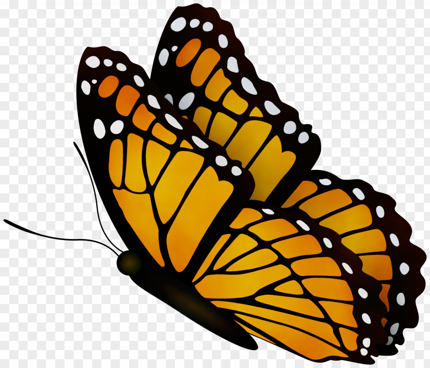 Monarch Butterfly PNG