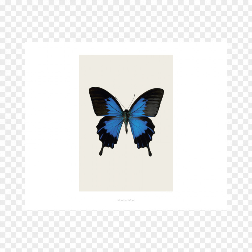 Papilio Ulysses Butterfly Duvet Pink Black Quilt PNG