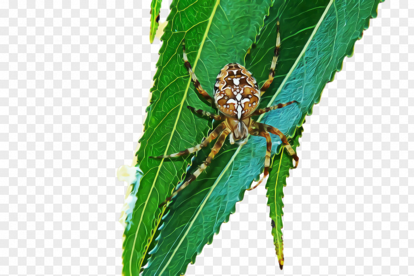 Parasite Plant Pathology Insect Leaf Pest Bug PNG