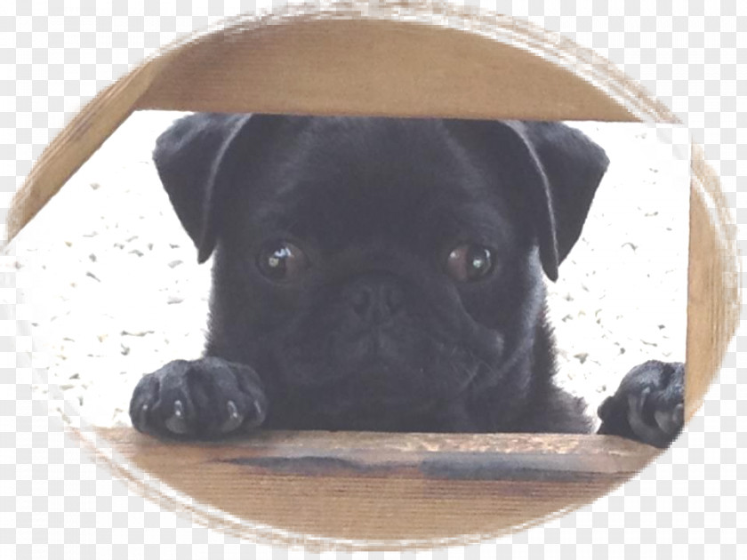 Puppy Pug Dog Breed Collar Toy PNG