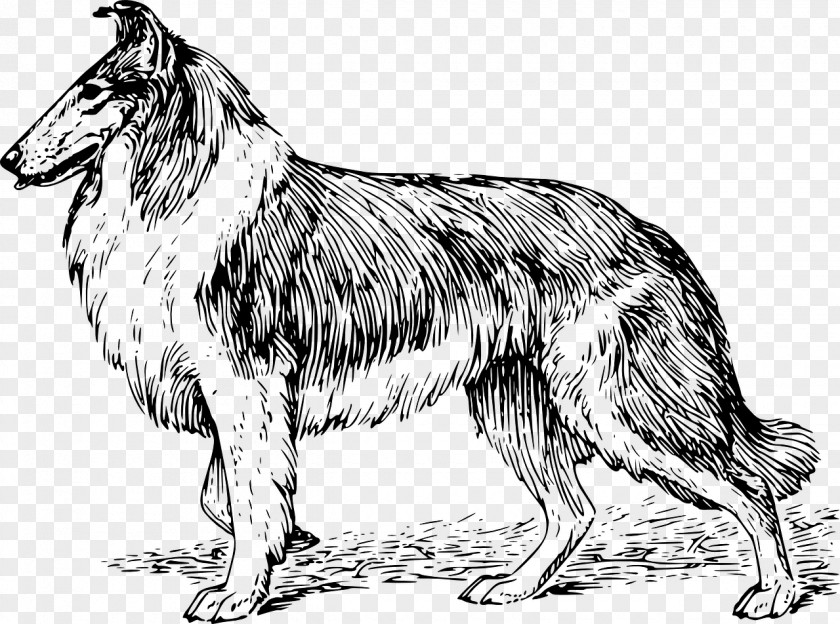 Puppy Rough Collie Border Scotch Smooth PNG