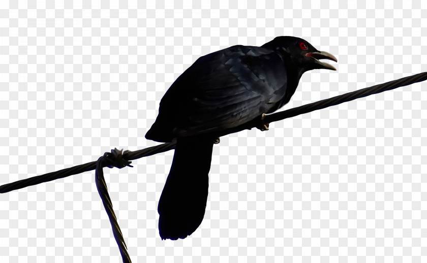 American Crow New Caledonian Cuckoos Common Raven PNG