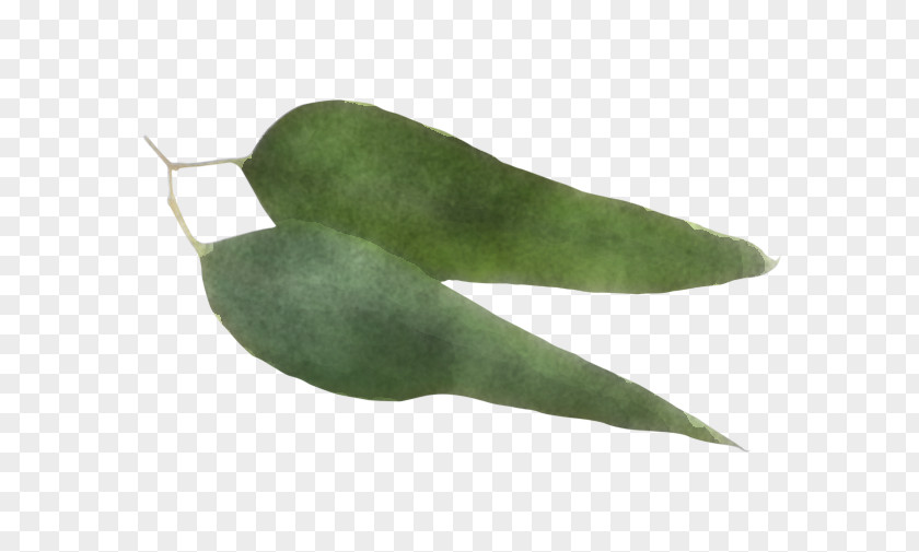 Leaf Beak Plant Science Biology PNG