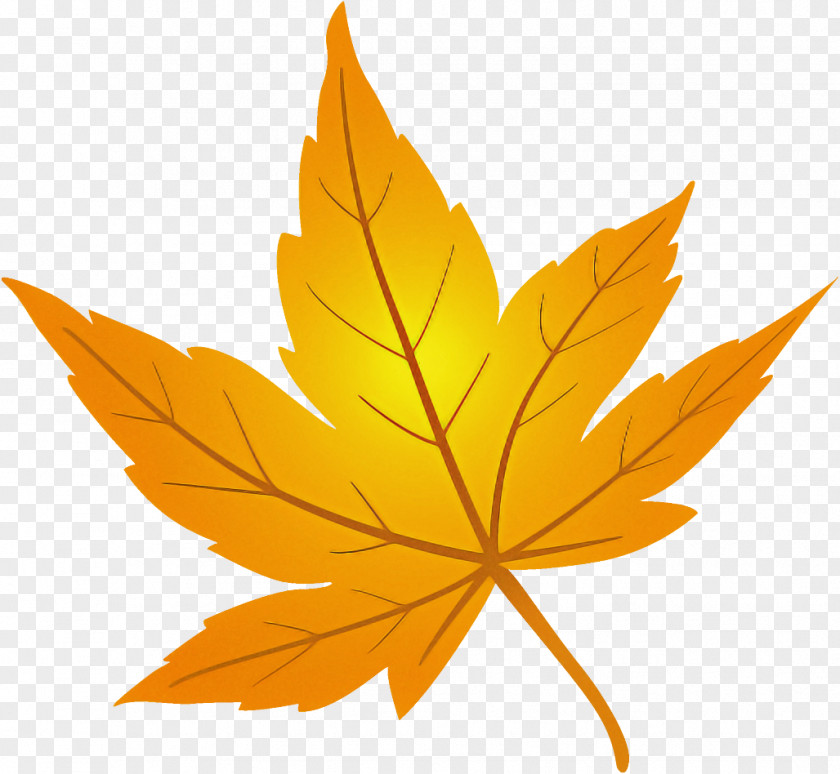 Maple Leaf Fallen Dead PNG