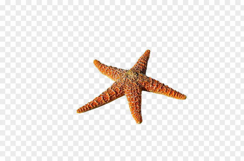 Starfish Desktop Wallpaper Image Photograph PNG