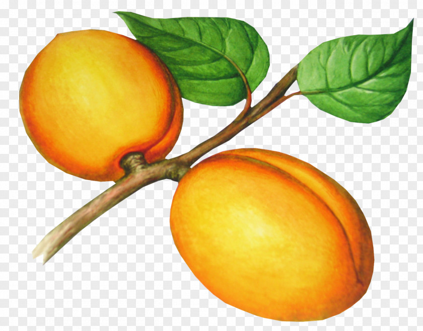 Apricot Image File Formats Clip Art PNG