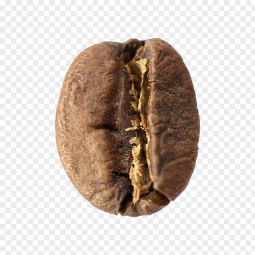 Beige Food Snout Nut PNG