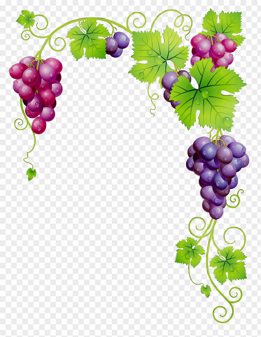 Common Grape Vine Dessert Wine White PNG