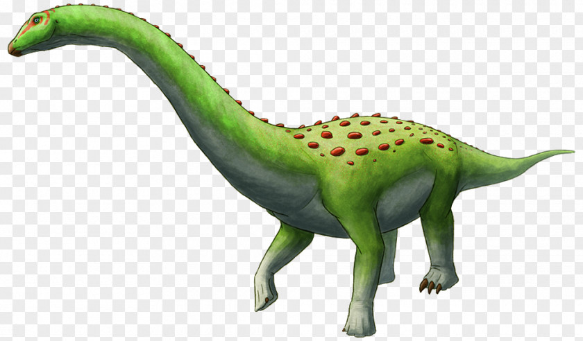 Draws Velociraptor Quaesitosaurus Troodon Dinosaur Tyrannosaurus PNG