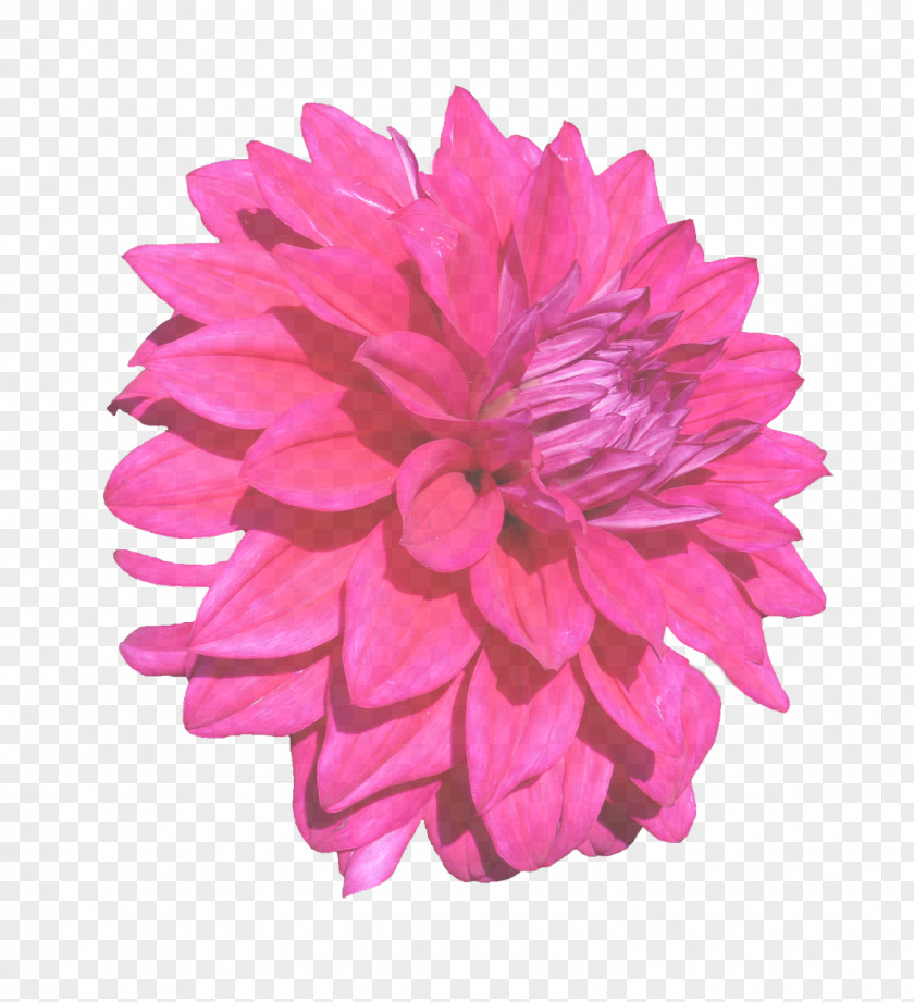 Gerbera Cut Flowers Pink Petal Flower Dahlia Plant PNG