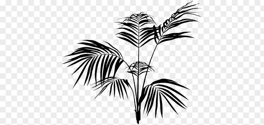 Leaf Palm Trees Branch Plants PNG