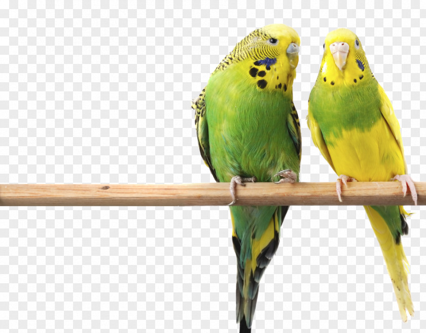 Macaw Budgerigar Bird Parrot Parakeet Cage PNG