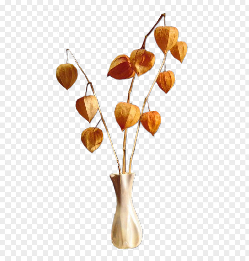 Plant Stem Anthurium Flowers Background PNG