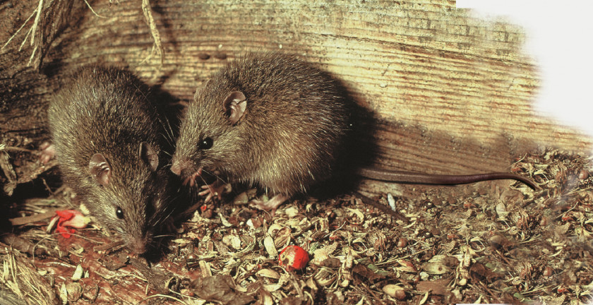 Rat & Mouse New Zealand Pacific Ocean Polynesian Rodent PNG