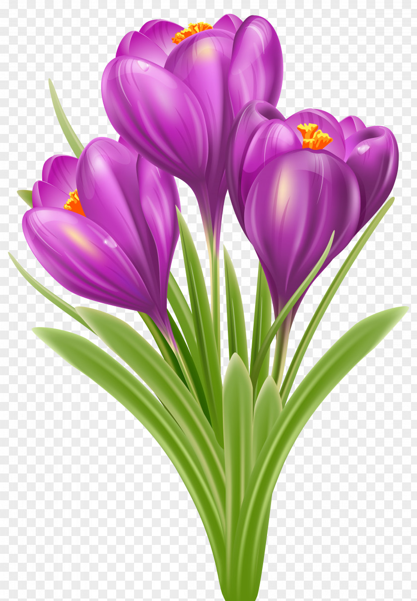 Spring Crocus Vernus Chrysanthus Flower Clip Art PNG