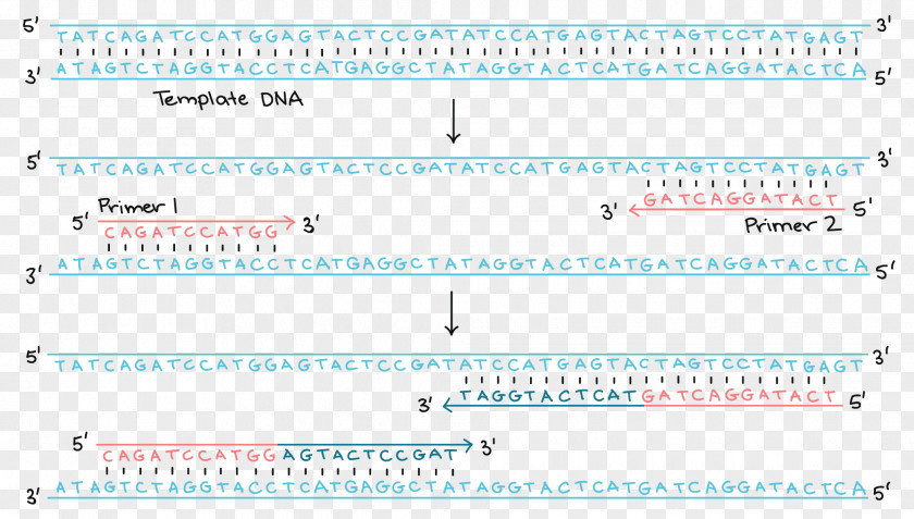 Amplify Polymerase Chain Reaction DNA Replication Transcription PNG