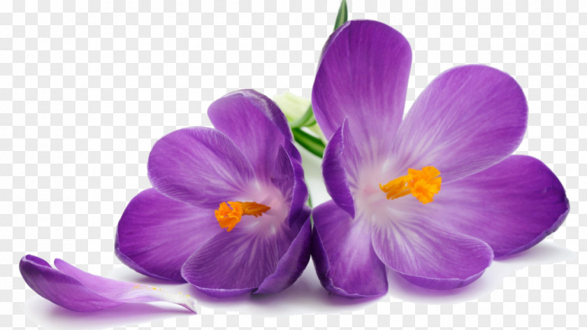 Flower Desktop Wallpaper Stock Photography Violet Purple PNG