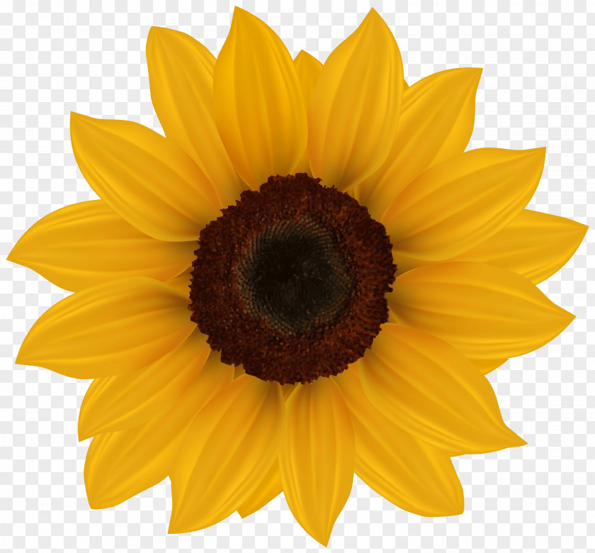 Flower Yellow Common Sunflower Clip Art PNG