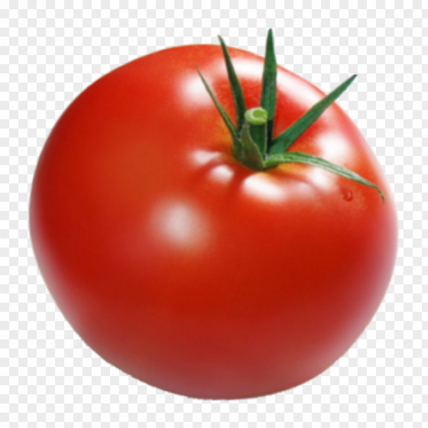 餐馆logo Plum Tomato Bush Seed Agriculture PNG