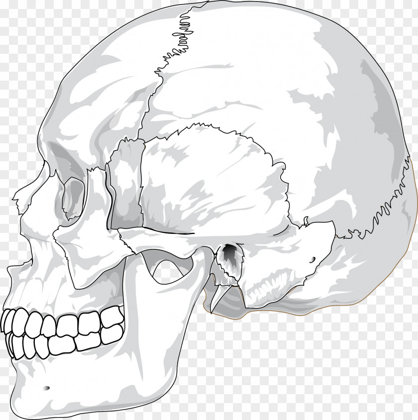 Skulls Skull Diagram Clip Art PNG