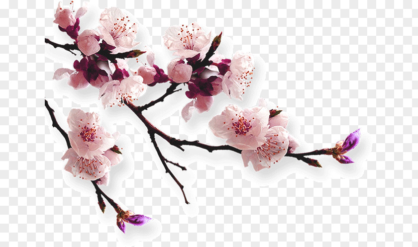 Cherry Branches PNG branches clipart PNG