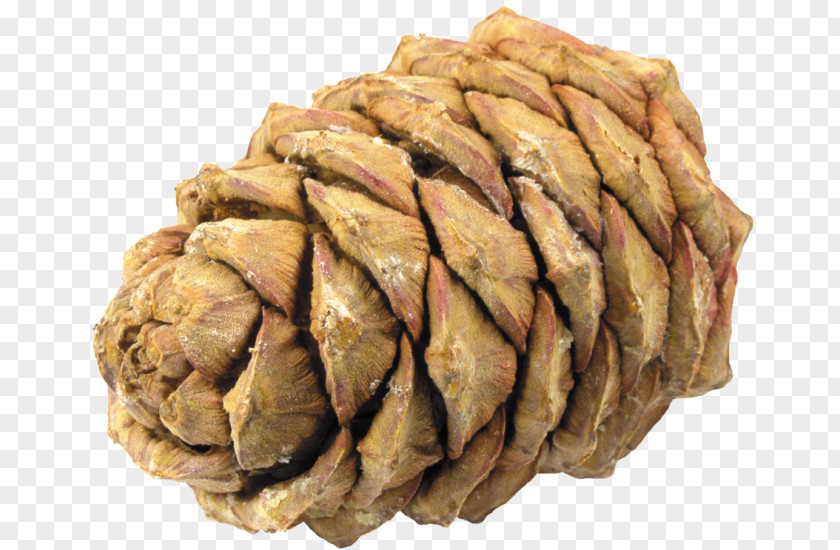 Conifer Cone Pine Spruce PNG