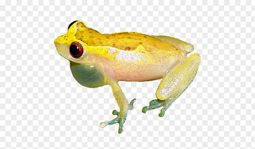 Frog American Bullfrog Tree Toad True PNG