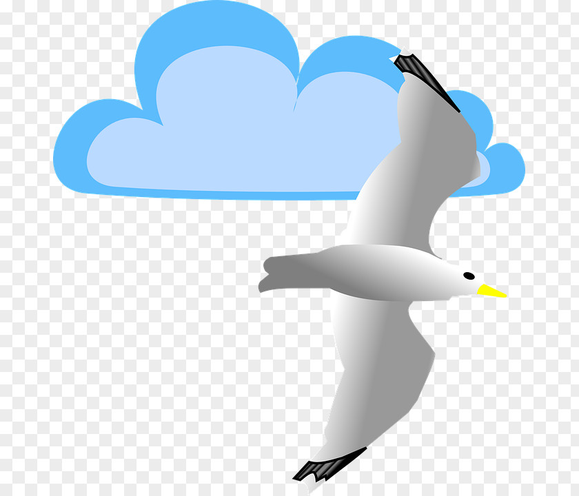 Gull Gulls Clip Art PNG