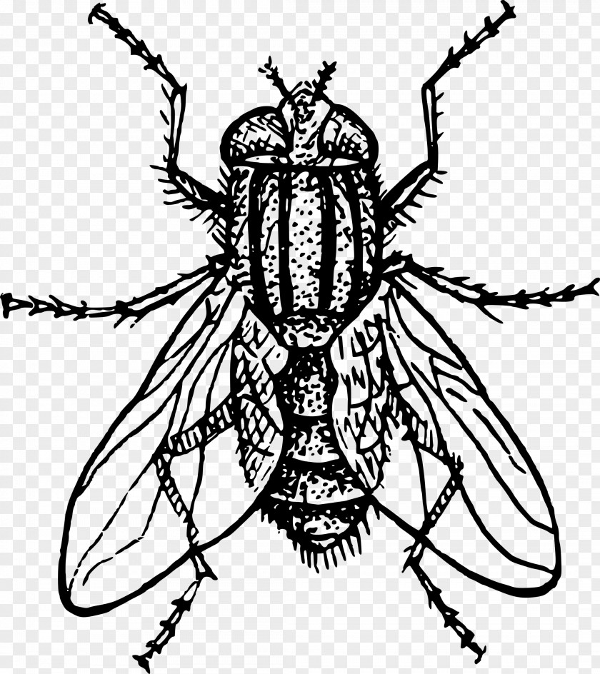 House Fly Insect Housefly Drawing PNG