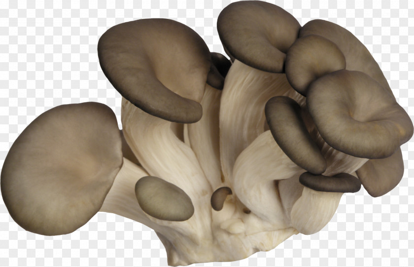 Mushroom Oyster Fungus Boletus Edulis Agaricus Campestris PNG