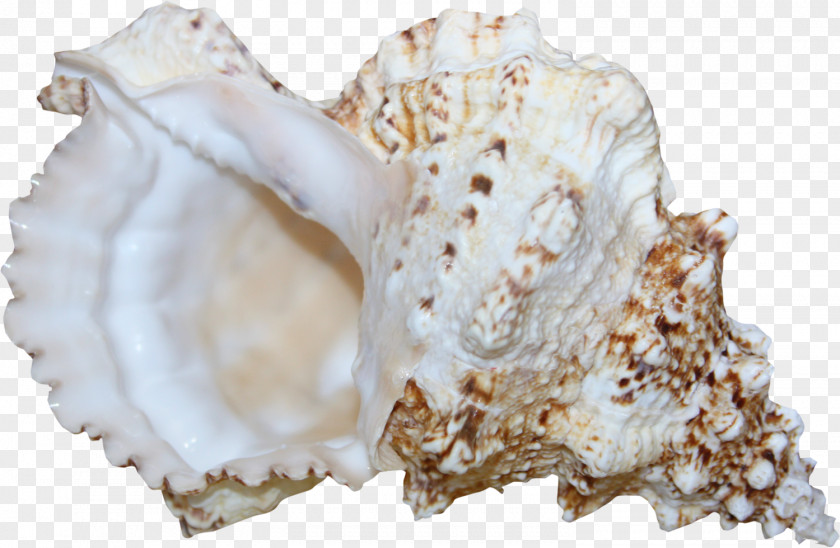 Submarine Conch Material Free To Pull Sea Snail PNG