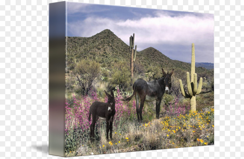 Arizona Desert Horse Fauna Ecosystem Pack Animal National Park PNG