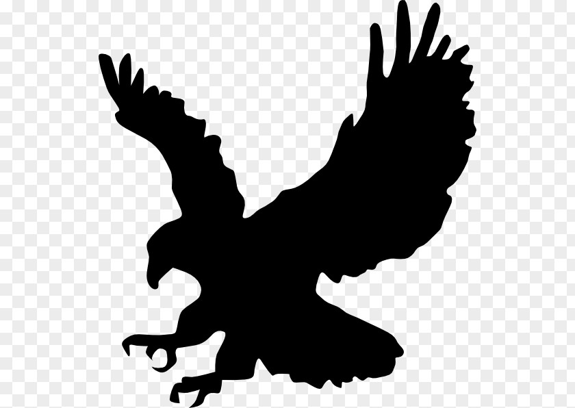 Eagle Bald Silhouette Clip Art PNG
