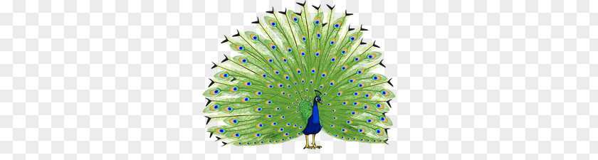 Peacock PNG clipart PNG