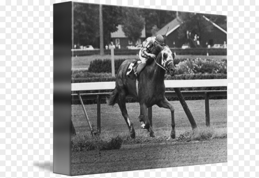 Race Horse Stallion Racing Thoroughbred Belmont Stakes Jockey PNG