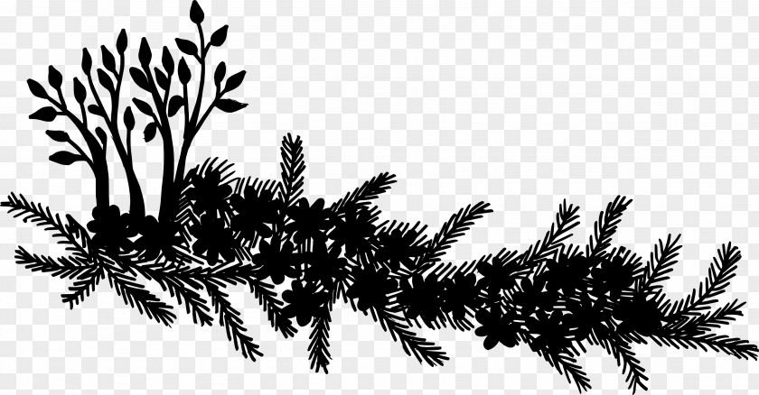 Spruce Silhouette PNG