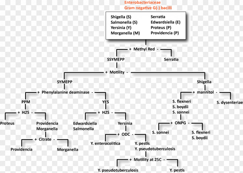 Sugar Gram-negative Bacteria Fermentation TSI Slant Lactose PNG